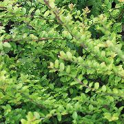 фото зелений Рослина Жимолость Блискуча