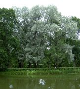        ,  ,   ()  Salix alba Chermesina