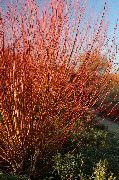 photo burgundy Plant Willow