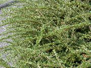 grøn Cotoneaster Horizontalis Plante foto