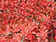 rød Cotoneaster Horizontalis Plante foto