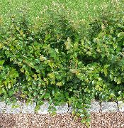 foto grün Pflanze Hedge-Zwergmispel, Europäische Zwergmispel