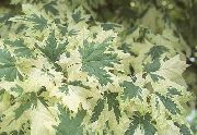foto flerfarvet Plante Ahorn