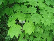 nuotrauka šviesiai žalia augalas Klevas