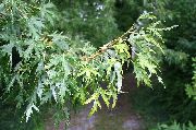 silvery Maple Plant photo