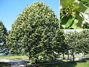 ფოტო მწვანე ქარხანა საერთო ცაცხვი, ცაცხვის ხე, Basswood, ლაიმის ყვავილი, ვერცხლის ცაცხვის