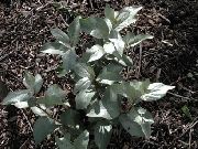 zdjęcie ciemno-zielony Roślina Srebrny Buffaloberry