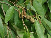 foto grün Pflanze Common Alder