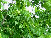 zelená Vlašský Orech Rastlina fotografie