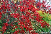 红 冬青，黑桤木，美国冬青 卉 照片