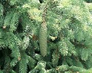 light blue Douglas Fir, Oregon Pine, Red Fir, Yellow Fir, False Spruce Plant photo