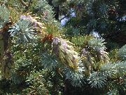 silvriga Douglasgran, Oregon Pine, Röd Gran, Gul Gran, Falsk Gran Växt foto