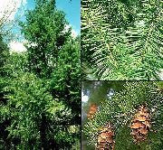 zelená Douglaska, Oregon Borovica, Jedľa Červená, Žltá Jedľa, Smrek False Rastlina fotografie