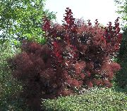 burgundia Smoketree Plantă fotografie