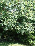 зелений Торбах Пухнастий, Або Оленерогій (Оцтове Дерево) Рослина фото