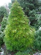 fotografija svetlo zelena Rastlina Japanese Umbrella Pine