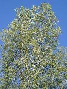 licht groen Cottonwood, Populieren Plant foto