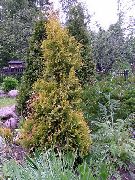 photo yellow Plant Thuja
