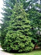 tamsiai žalia Thuja augalas nuotrauka