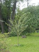 lysegrøn Chosenia Plante foto