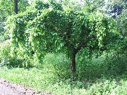 foto grön Växt Mulberry