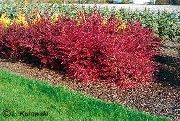 photo red Plant Barberry, Japanese Barberry