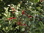 groen Zilver Buffels Berry, Foamberry Soapberry, Soopalollie, Canadese Buffaloberry Plant foto