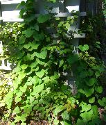 zelená Holanďan Je Trubka (Broadleafed Birthwort) Rostlina fotografie