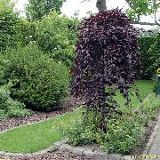        , Betula pendula 'Purpurea' 