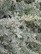 sølvfarvede Hav Havemældespinat, Middelhavet Saltbush Plante foto