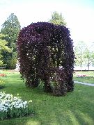 фотографија бургундац Биљка Заједнички Буква, Европски Букве