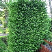 claro-verde Leyland Cypress Planta foto