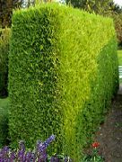 gulur Leyland Cypress Planta mynd