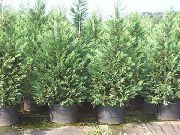 blau Leyland-Zypresse Pflanze foto
