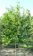 foto verde Planta Chiclete Azedo, Blackgum, Tupelo, Pepperidge
