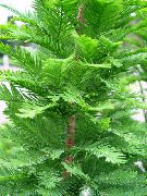 kuva vaaleanvihreä Kasvi Kalju Cypress