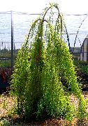 fotografija svetlo zelena Rastlina Plešast Ciprese