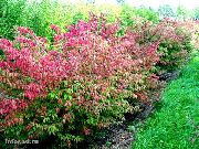 photo red Plant Euonymus
