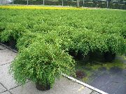 verde Siberian Chiparos Covor Plantă fotografie