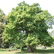         ,   - Quercus robur