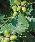         ,    Quercus petraea