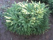 көкшіл Spruce Жастығы Өсімдіктер фото