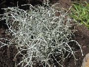 foto sølvfarvede Plante Pude Busk