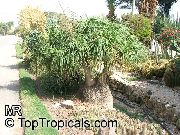 photo green Plant Pony Tail Palm, Bottle Palm, Nolina, Elephant-foot Tree