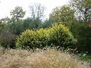 foto gul Plante Liguster, Gyldne Liguster