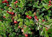 bilde rød Blomst Bearberry, Kinnikinnick, Manzanita