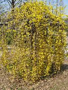 amarillo Forsythia Flores del Jardín foto