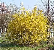 photo yellow Flower Forsythia