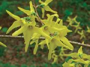 photo yellow Flower Forsythia