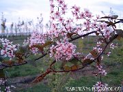 ピンク 鳥チェリー、チェリープラム 庭の花 フォト